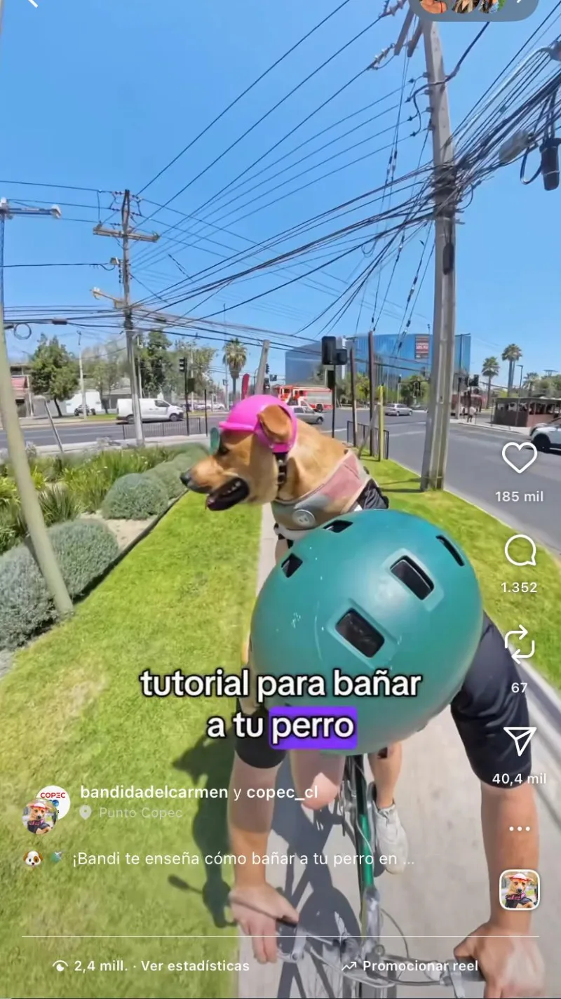 Reel de Bandi junto a Copec: tutorial para bañar a tu perro, 2.4 millones de visualizaciones